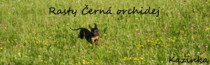 rasty-cerna-orchidej.jpg